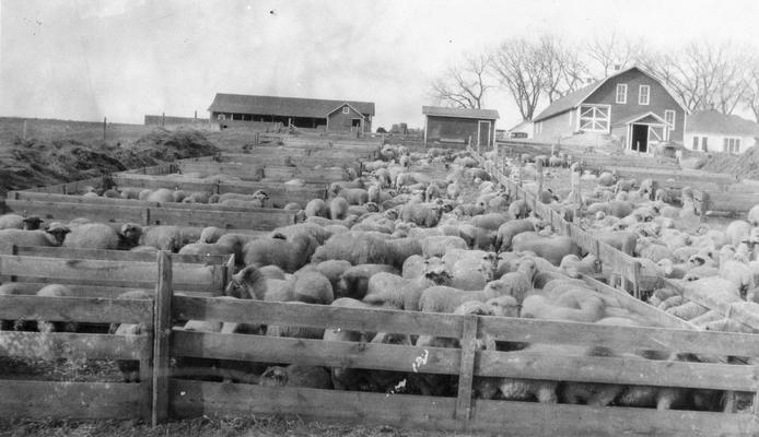 Haythorn?, sheep in feed yard