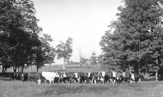 Herd of beef cattle