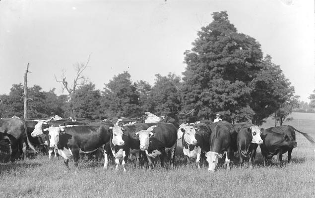 Herd of beef cattle