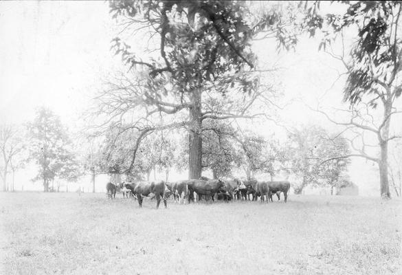 Herd of beef cattle