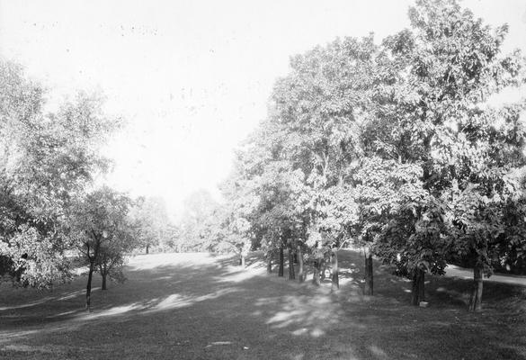 Path among trees