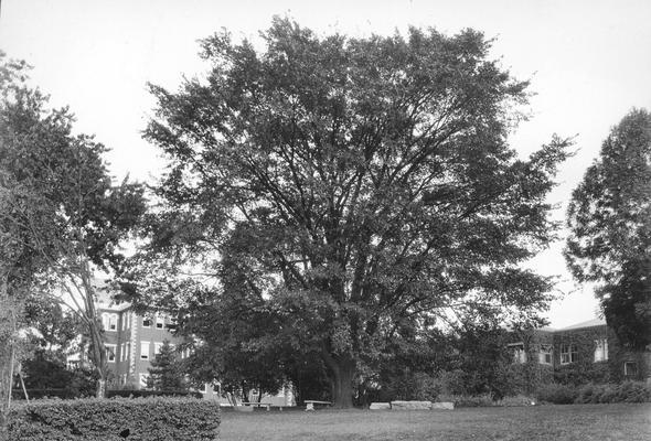 Buildings and trees