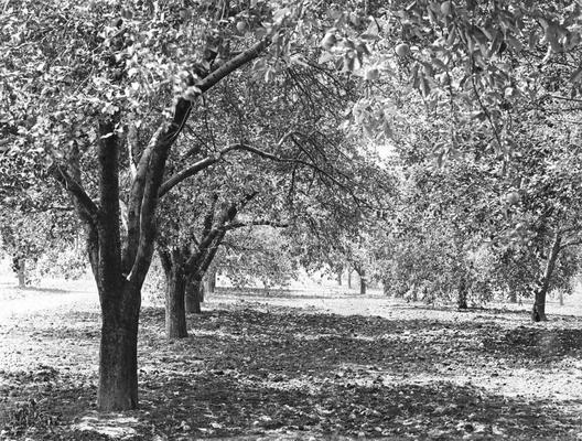 Pathway among trees