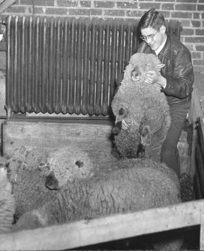 Ralph Reed, Livestock Judging class, catches a lamb for examination by the class at the stock pavilion, page 65, 1941 