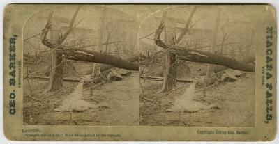 'Caught out on a fly' Wild Swan killed by the tornado