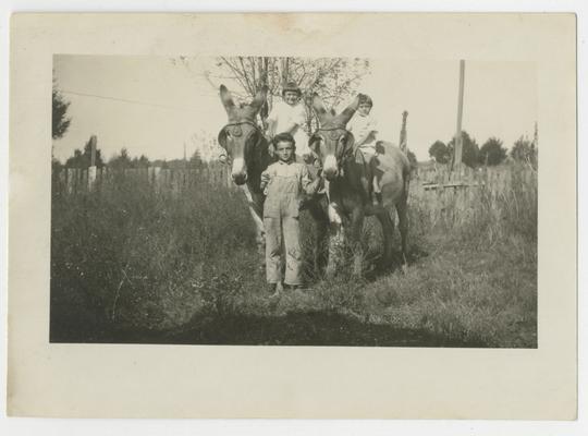 Three unidentified children and two mules, two children are on the backs of the mules, the third child is standing between the mules holding their bridles