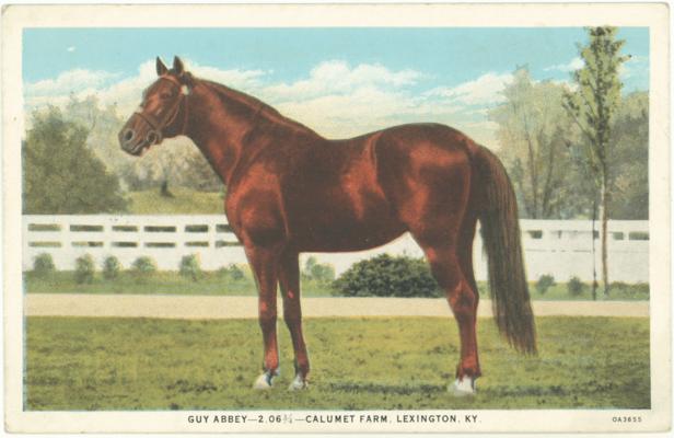 Guy Abbey - 2.06 3/4 - Calumet Farm, Lexington, KY. (Printed verso reads: 