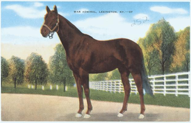 War Admiral - Lexington, KY.- 37. (Printed verso reads: 