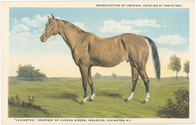 Lexington [Thoroughbred], Courtesy of Duncan Gibson, Ingleside, Lexington, KY. Reproduction Of Original Painting By Troye 1867. [Horses]