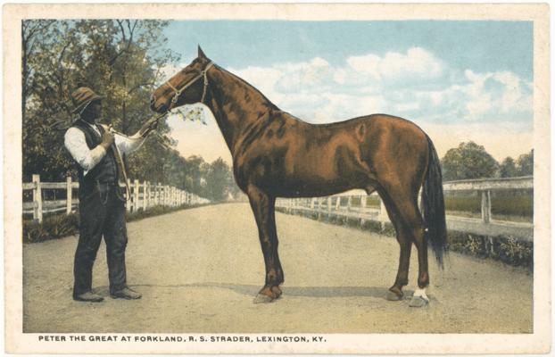 Peter the Great at Forkland, R.S. Strader, Lexington, KY. [Horses]