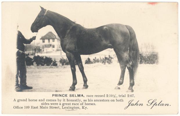 Prince Selma, race record 2:10 3/4, trial 2:07. A grand horse and comes by it honestly, as his ancestors on both sides were a great race of horses. Office 109 East Main Street, Lexington, Ky. (Handwritten note on back indicates that the card is from the Margaret P. Johnston Papers, 1960.)