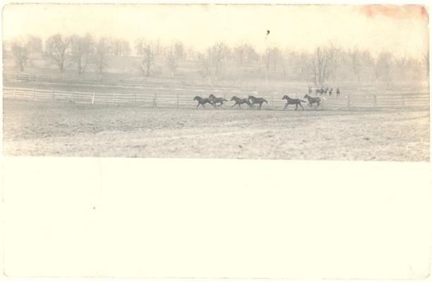 [Horses galloping across a field on an unidentified horse farm.] (Handwritten note on back notes 