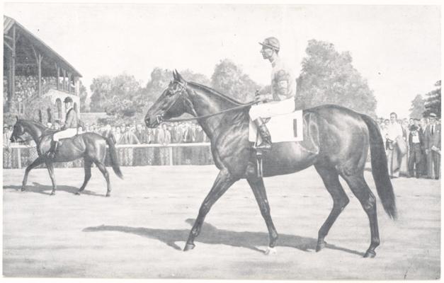 [Black and white image of the thoroughbred 