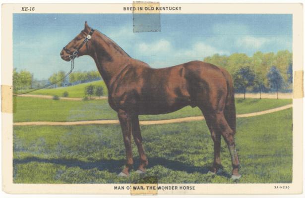 Bred in Old Kentucky - Man O'War, The Wonder Horse. (Printed verso reads: 