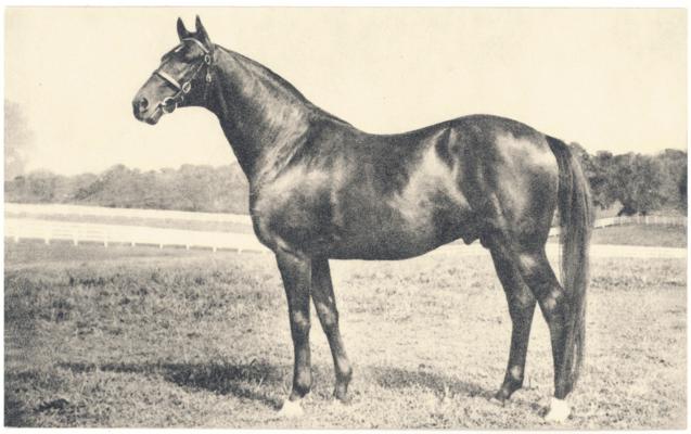 [Image of the thoroughbred 