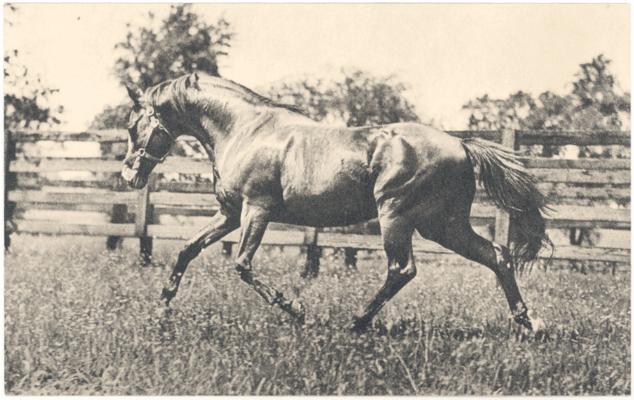 [Image of the thoroughbred 