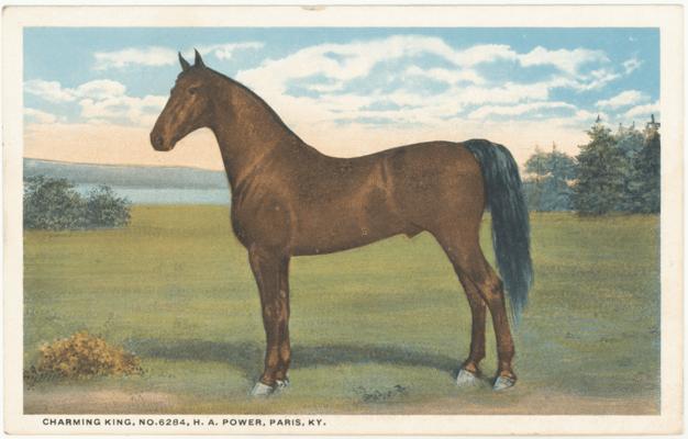 Charming King, No. 6284, H.A. Power, Paris, KY. [Horses]