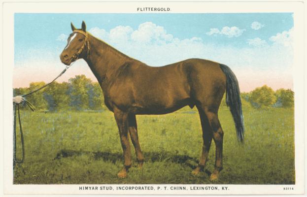 Flittergold, Himyar Stud, Incorporated, P.T. Chinn, Lexington, KY. [Horses]