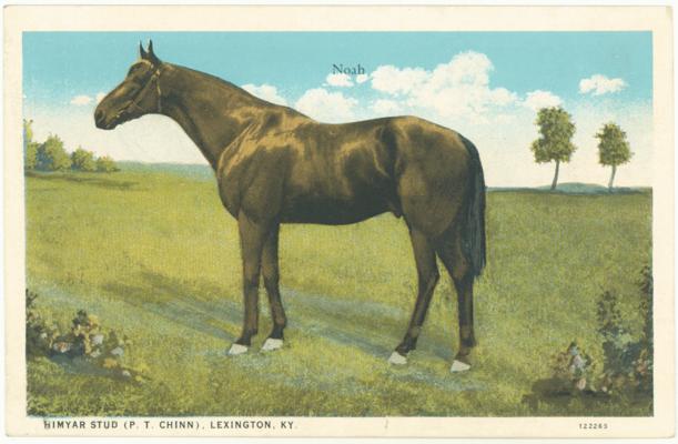 Noah. Himyar Stud (P.T. Chinn), Lexington, KY. (Printed verso reads: 