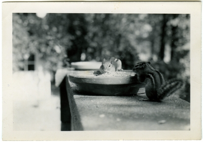 Picture of two chipmunks eating from a pan