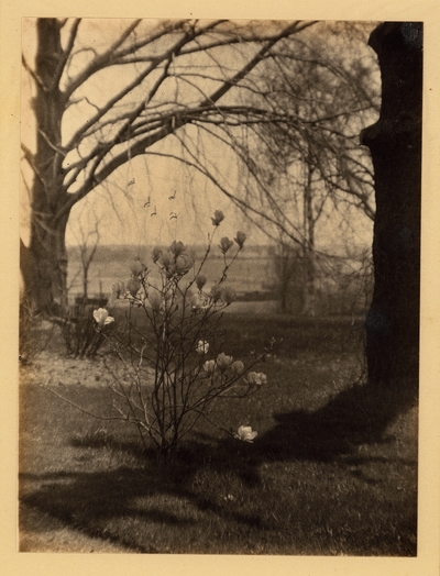 Madison County, KY.  Small flowering tree (magnolia) surrounded by larger trees