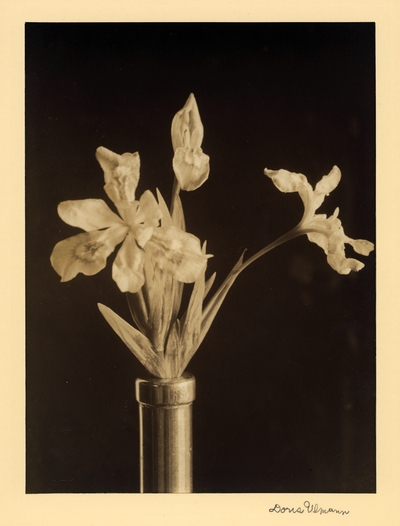 Still life of irises sticking out of metal column