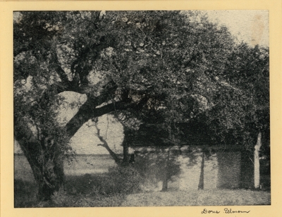 Small building (house?) with large tree leaning over it