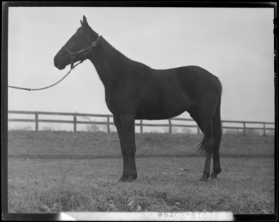 Horse standing alone ; Howard M. Hare and Anna B. Day