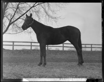 Horse standing alone ; Howard M. Hare and Anna B. Day