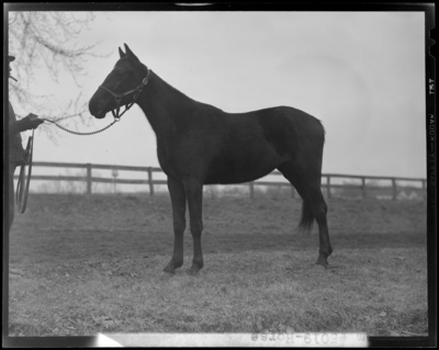 Horse standing alone ; Howard M. Hare and Anna B. Day