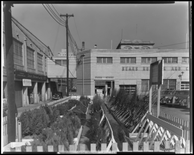 Sears & Roebuck Company; exterior of building; trees for                             sale; 213 East Main