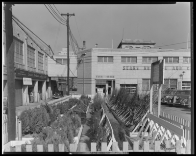 Sears & Roebuck Company; exterior of building; trees for                             sale; 213 East Main